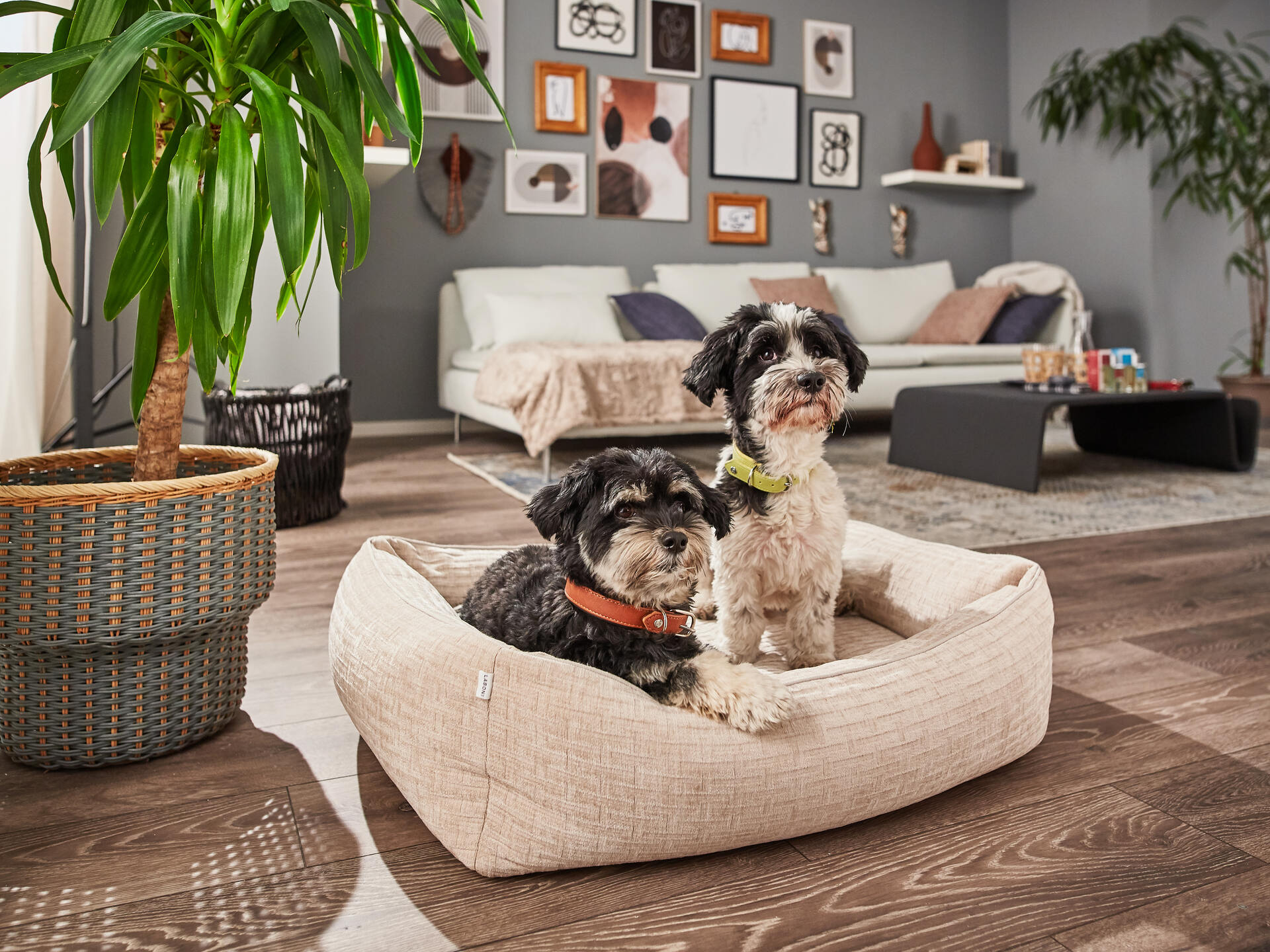 ORTHO Hundebett NOVA - Creme