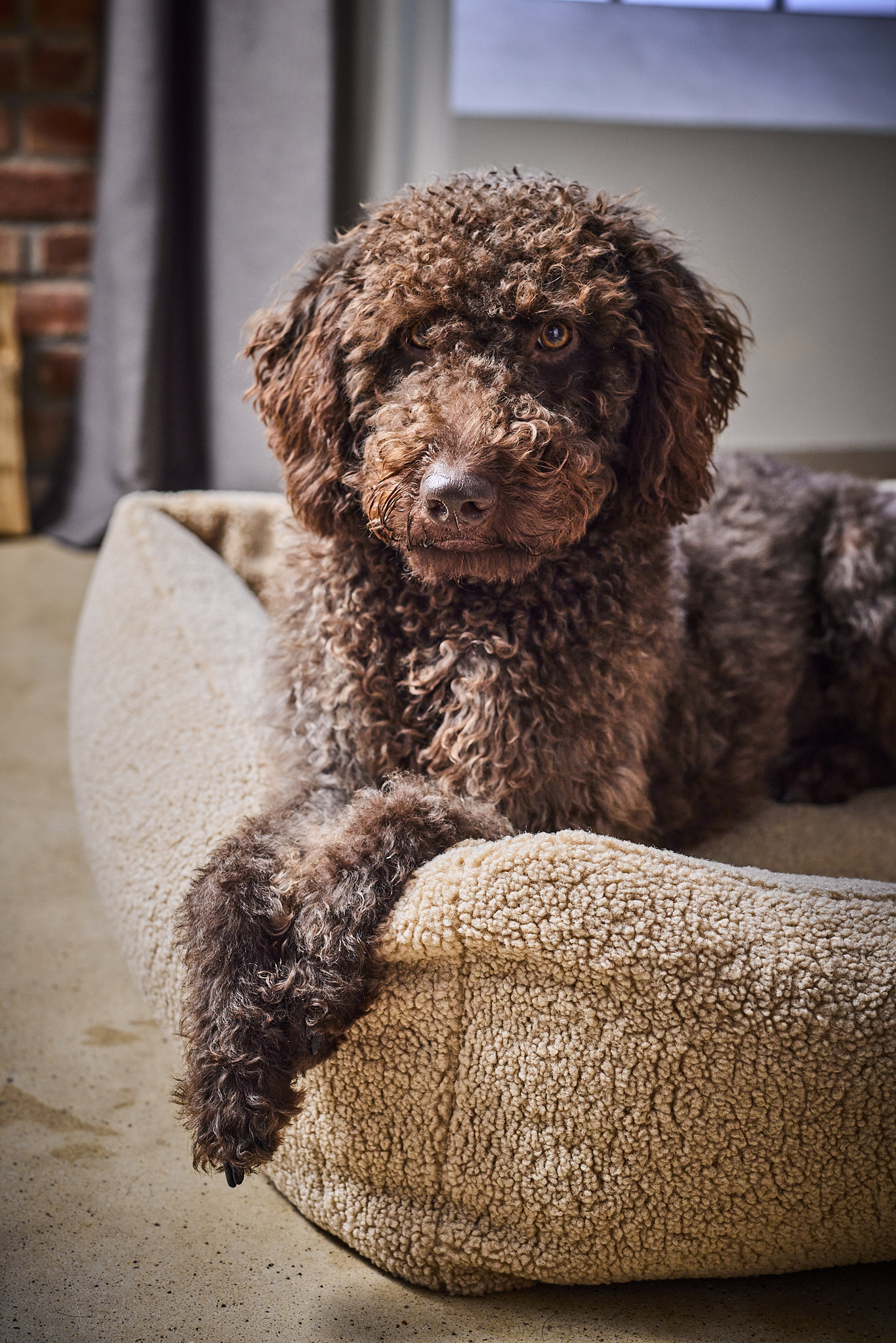 ORTHO Hundebett TEDDY - Creme